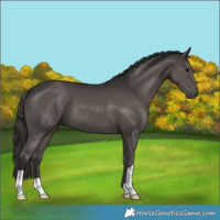 Horse Color:Smoky Black 