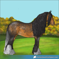 Horse Color:Buckskin 