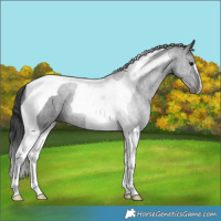 Horse Color:Black Tobiano 