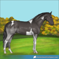 Horse Color:Smoky Black Tobiano 
