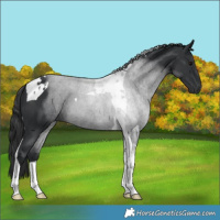 Horse Color:Black Tobiano 