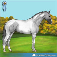 Horse Color:Black Tobiano 