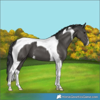 Horse Color:Black Tobiano 