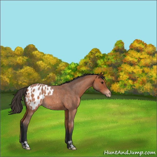 Horse Color:Bay Roan Appaloosa