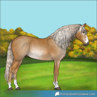 Horse Color:Gray Palomino 