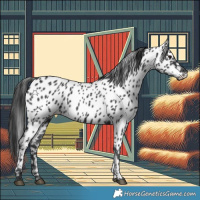 Horse Color:Black Near Leopard 