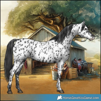 Horse Color:Black Appaloosa 