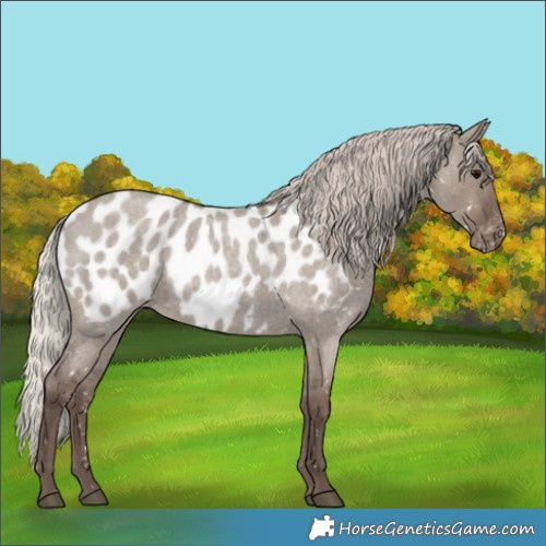Horse Color:Silver Grullo Roan Appaloosa 