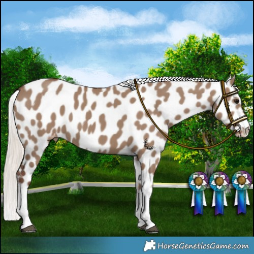 Horse Color:Silver Grullo Near Leopard 