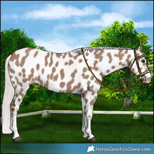 Horse Color:Silver Grullo Appaloosa 