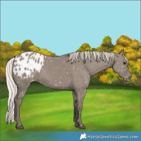 Horse Color:Silver Grullo Blanket