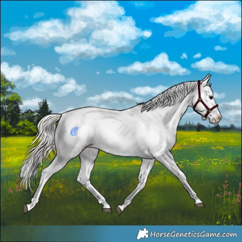 Horse Color:Silver Grullo Appaloosa 