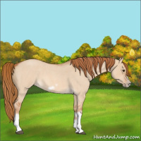 Horse Color:Red Dun Roan Splash Frame Rabicano 