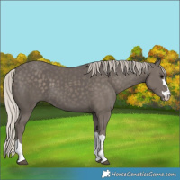 Horse Color:Silver Black 