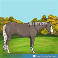Horse Color:Silver Black 