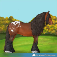 Horse Color:Bay Appaloosa 