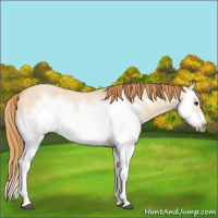 Horse Color:Red Dun Roan Splash Frame Rabicano 