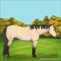 Horse Color:Buckskin Dun 