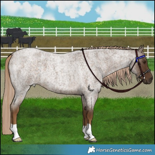 Horse Color:Chocolate Palomino Roan 