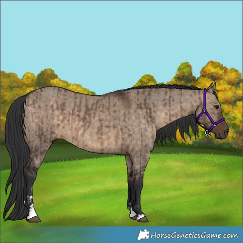 Horse Color:Brown Dun  and Brown Dun 