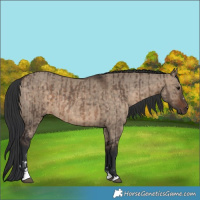 Horse Color:Brown Dun and Brown Dun