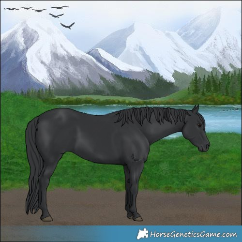 Horse Color:Black 