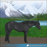 Horse Color:Black 