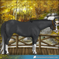 Horse Color:Black Splash 