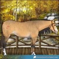 Horse Color:Buckskin Dun  and Buckskin Dun 