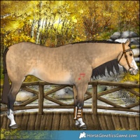 Horse Color:Buckskin Dun  and Buckskin Dun 