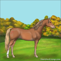 Horse Color:Chestnut 