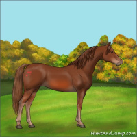 Horse Color:Chestnut 