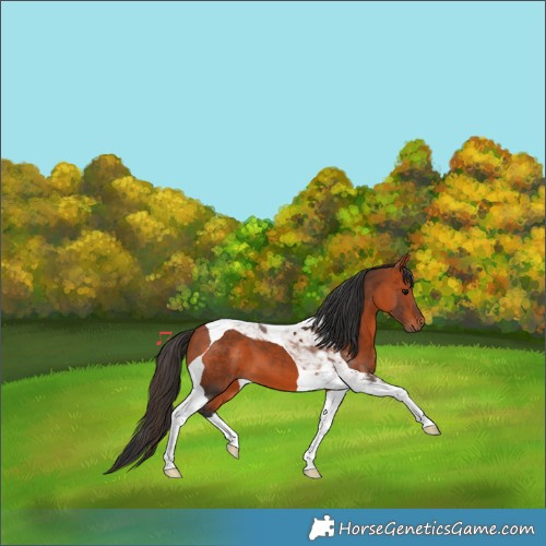 Horse Color:Bay Tobiano 