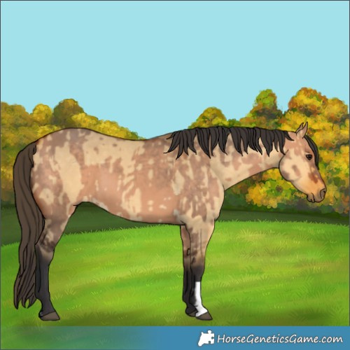 Horse Color:Bay Dun and Buckskin Dun