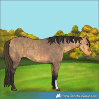 Horse Color:Bay Dun  and Buckskin Dun 