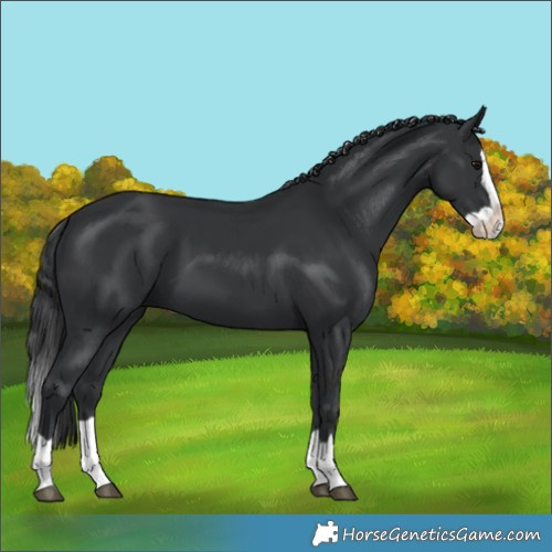 Horse Color:Black Splash 