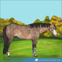 Horse Color:Brown Dun  and Bay Dun 