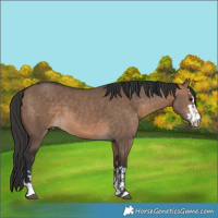 Horse Color:Brown Dun  and Bay Dun 
