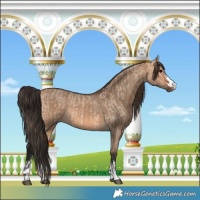 Horse Color:Bay Dun  and Bay Dun 