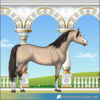 Horse Color:Bay Dun  and Bay Dun 