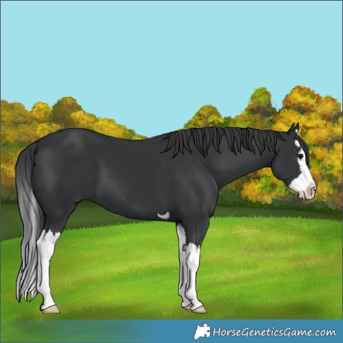 Horse Color:Black Splash 