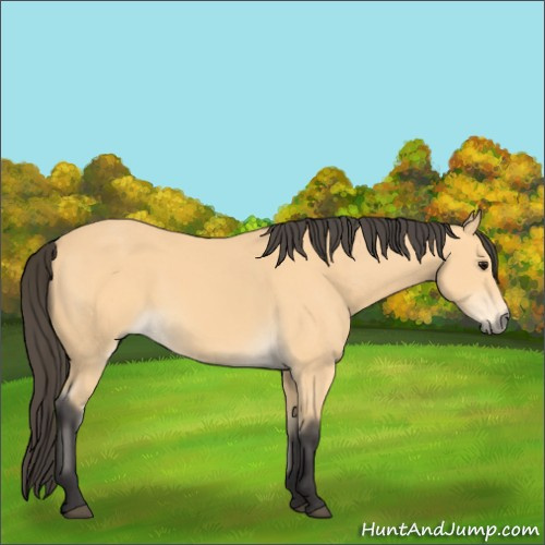 Horse Color:Buckskin 
