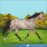 Horse Color:Bay Dun  and Bay Roan Dun 