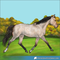 Horse Color:Bay Dun  and Bay Roan Dun 