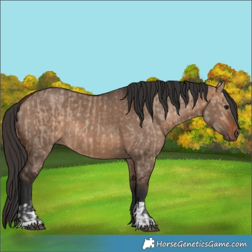 Horse Color:Bay Dun  and Bay Dun 