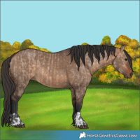 Horse Color:Bay Dun  and Bay Dun 