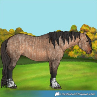 Horse Color:Bay Dun  and Bay Dun 