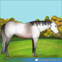 Horse Color:Gray Bay Splash 