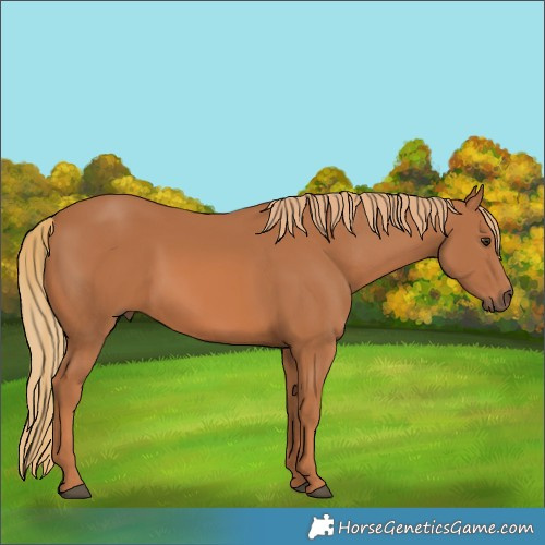 Horse Color:Chestnut 