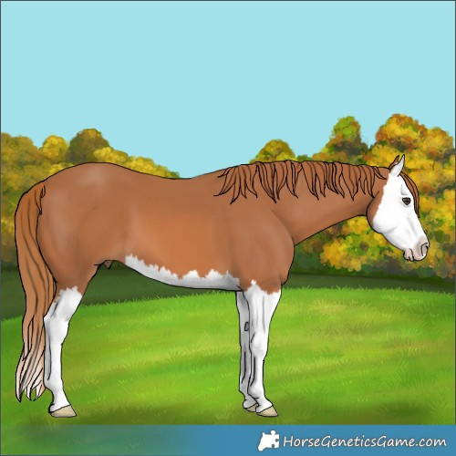 Horse Color:Chestnut Splash 